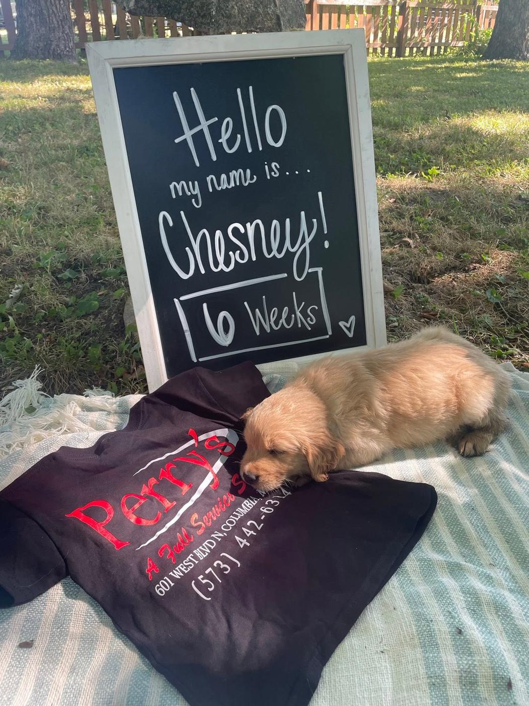 A golden retriever puppy on a Perry's shirt beside a chalkboard reading hello my name is Chesney, 6 weeks